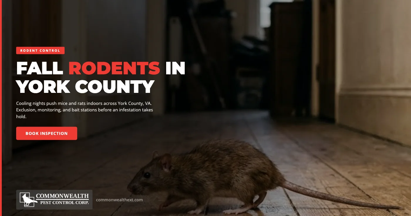 Fall Rodent Invasion in York County, VA: Why Mice and Rats Seek Shelter in Hampton Roads Homes