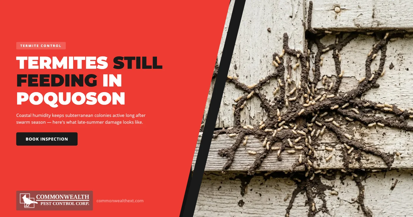 Late-Summer Termite Damage in Poquoson, VA: Why Coastal Humidity Keeps Colonies Active