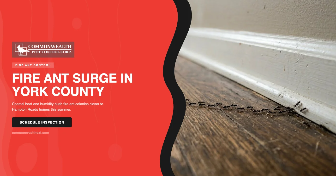 Summer fire ant control in York County, VA — red imported fire ant mound and trail at a coastal Virginia Peninsula home — Commonwealth Pest