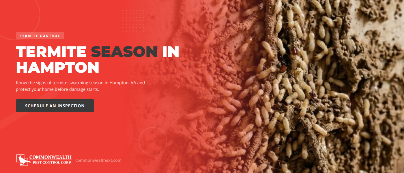 When Is Termite Season in Hampton VA? Signs to Watch for in Hampton Roads
