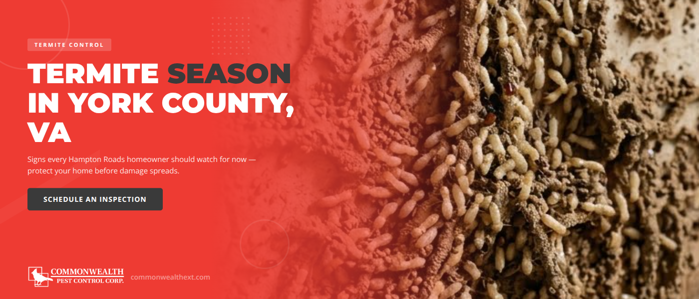 Termite Season in York County, VA - Signs to Watch for Now