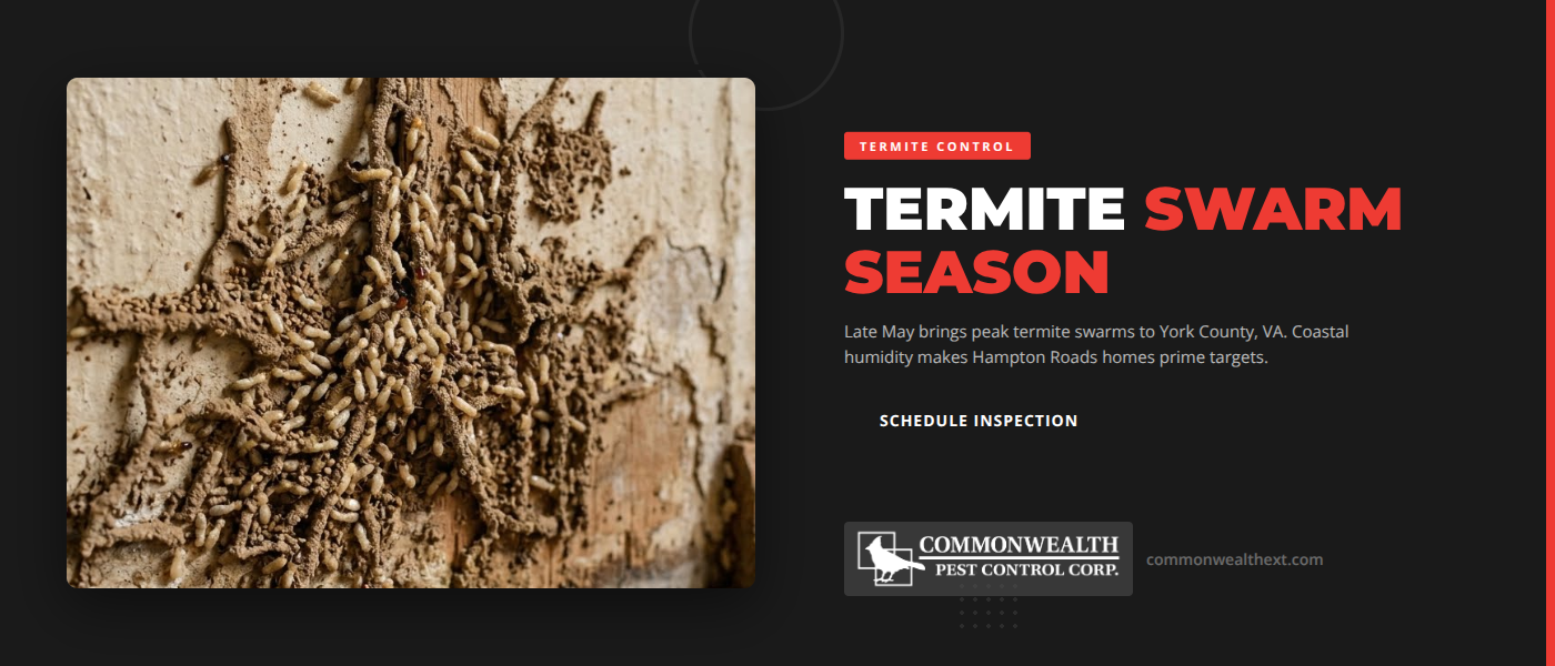 Termite swarm season in York County VA - subterranean termite swarmers and discarded wings on a coastal Virginia home along the York River - Commonwealth Pest