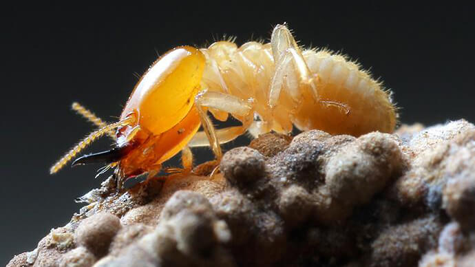Termite Control